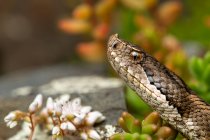 Змея-аспида (Vipera aspis) лежит на земле — стоковое фото