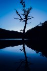 Сценический вид волнистого силуэта дерева, отражающегося в чистом озере против гор под голубым небом в сумерках — стоковое фото