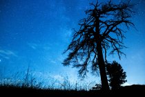 Знизу пейзажу вид на заросле дерево з хвилястими гілками під блакитним небом в сутінках — стокове фото