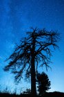 Blick von unten auf einen bewachsenen Baum mit welligen Ästen unter blauem Himmel in der Dämmerung — Stockfoto