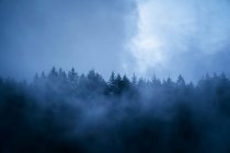 Сценический вид леса с хвойными деревьями, растущими под облачным небом в туманную погоду в сумерках — стоковое фото