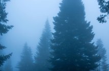Мальовничий вид на ліси з хвойними деревами, що ростуть під хмарним небом в туманну погоду в сутінках — стокове фото
