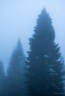 Vista panoramica di boschi con alberi di conifere che crescono sotto cielo nuvoloso in tempo nebbioso al crepuscolo — Foto stock