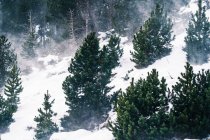 Malerischer Blick durch immergrüne Äste eines hohen Berges, der bei Tageslicht mit Schnee bedeckt ist — Stockfoto