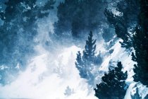 Pittoresca vista attraverso rami di albero sempreverdi di alto monte ricoperti di neve alla luce del giorno — Foto stock