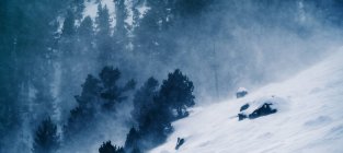 Malerischer Blick durch immergrüne Äste eines hohen Berges, der bei Tageslicht mit Schnee bedeckt ist — Stockfoto