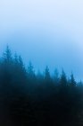 Vista panorâmica de florestas com árvores de coníferas crescendo sob céu nublado em tempo nebuloso no crepúsculo — Fotografia de Stock