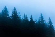 Scenic view of woods with coniferous trees growing under cloudy sky in foggy weather in twilight — Stock Photo