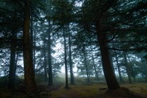 Überwucherte grüne Bäume mit dicken Stämmen, die an nebligen Tagen auf trockenem Land im Wald wachsen — Stockfoto