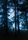 Turista anónimo admirando árboles frondosos y frondosos en los bosques mientras está parado en el camino en el crepúsculo - foto de stock