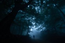 Анонимный турист, любующийся заросшими пышными деревьями в лесу, стоя на тропе в сумерках — стоковое фото