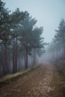 Paysage pittoresque de bois avec sentier sablonneux entouré de conifères le jour sombre — Photo de stock