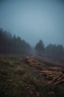 Szenische Ansicht von Holzhaufen auf Gras gegen Bäume unter nebligem Himmel in der Dämmerung — Stockfoto