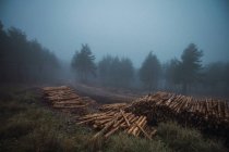 Vue panoramique du tas de bois sur l'herbe contre les arbres sous le ciel brumeux au crépuscule — Photo de stock