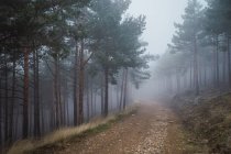 Picturesque scenery of woods with sandy pathway surrounded by coniferous trees on gloomy day — Stock Photo