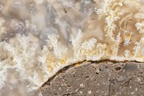 Makroaufnahme der Strukturtiefe in geschliffenem und poliertem White Plume Achat auf Basaltmatrix; aus dem östlichen Oregon — Stockfoto