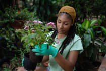 Hippie femmina nera con dreadlocks giardiniere seduto in serra e piantare fiori in vaso — Foto stock