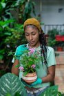 Délicieux jardinier féminin noir debout en serre avec des fleurs en fleurs dans un pot en céramique — Photo de stock