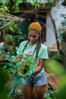 African American female gardener in gloves watering blossoming Pentas lanceolata flower in hothouse — Stock Photo