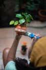 Cropped unrecognizable African American female gardener painting ceramic pot with Kalanchoe flower while working in hothouse — Stock Photo