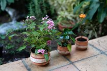 Pentas lanceolata flor en maceta de cerámica colocada en invernadero cerca de la planta de Pilea y la floración Kalanchoe - foto de stock