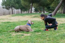Side view full body of active young woman in sportswear doing stretching lunge exercise in front of loyal purebred Weimaraner dog while spending time together on green meadow in park — Stock Photo