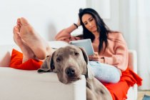 Calm purebred Weimaraner dog looking at camera while resting on sofa near female owner reading electronic book on tablet during free time at home — Stock Photo