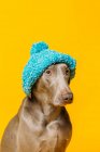 Очаровательный смешной чистокровный пёс Веймаранер, одетый в синюю вязаную шляпу, сидит на жёлтом фоне в студии — стоковое фото