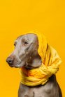 Adorable purebred Weimaraner dog with yellow headscarf on head sitting against yellow background in studio — Stock Photo
