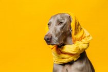 Adorable purebred Weimaraner dog with yellow headscarf on head sitting against yellow background in studio — Stock Photo
