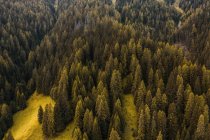 Desde arriba vista del dron de exuberantes bosques verdes con árboles de coníferas creciendo en las laderas de la cordillera de los Dolomitas en Italia - foto de stock