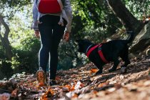 Back view of crop anonymous female backpacker with cute little dog walking on trail in green forest in sunny day — Stock Photo