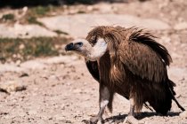 Avvoltoio selvatico Grifone alla ricerca di prede sulla superficie rocciosa in natura — Foto stock