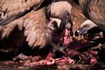 Pair of strong Griffon vultures scavenger birds eating flesh of dead animal in wild nature — Stock Photo