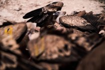 Troupeau de vautours Griffons sauvages rassemblés et à la recherche de proies sur une surface rocheuse dans la nature — Photo de stock