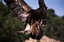 Большой дикий грифон-стервятник ищет пищу и парит по скалистой местности с зеленым лесом — стоковое фото