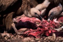 Par de fuertes buitres leonados aves carroñeras comiendo carne de animal muerto en la naturaleza salvaje - foto de stock