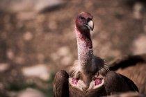 Wild Griffon vulture searching for prey on rocky surface in nature — Stock Photo