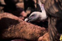 Великий сміттяр Гріффон вульгарний птах їсть мертву тварину в дикій природі в горах — стокове фото