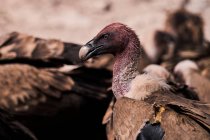 Flock of wild Griffon vultures gathering together and searching for prey on rocky surface in nature — Stock Photo