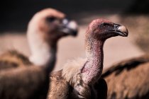 Troupeau de vautours Griffons sauvages rassemblés et à la recherche de proies sur une surface rocheuse dans la nature — Photo de stock
