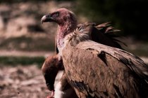 Wild Griffon vulture searching for prey on rocky surface in nature — Stock Photo