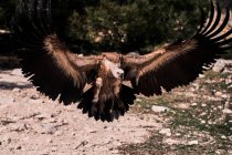Grand vautour Griffon sauvage à la recherche de nourriture et planant sur un terrain rocheux rocheux avec une forêt verte — Photo de stock