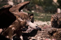 Schwarm wilder Gänsegeier sammelt sich und sucht Beute auf felsigem Untergrund in der Natur — Stockfoto