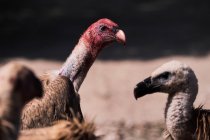 Gli avvoltoi grifoni selvatici si riuniscono e cercano prede sulla superficie rocciosa della natura — Foto stock