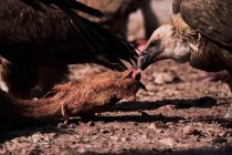 Великий сміттяр Гріффон вульгарний птах їсть мертву тварину в дикій природі в горах — стокове фото