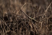 Primo piano di insetto verde mantide seduto tra l'erba secca nel campo estivo in natura — Foto stock