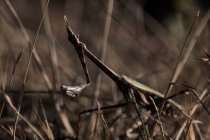 Primer plano de insecto mantis verde sentado entre hierba seca en el campo de verano en la naturaleza - foto de stock