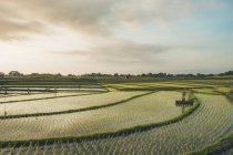 Vue spectaculaire sur le champ de riz Kajsa — Photo de stock