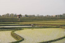 Un trabajador que trabaja en un campo de arroz - foto de stock